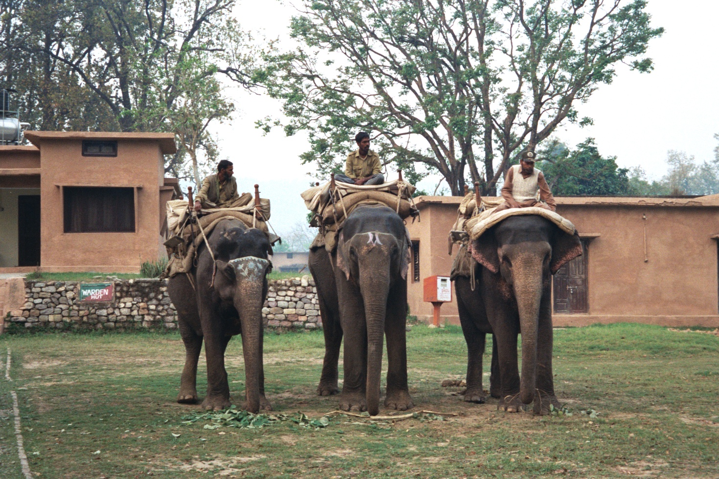 Asian elephant herd sighting