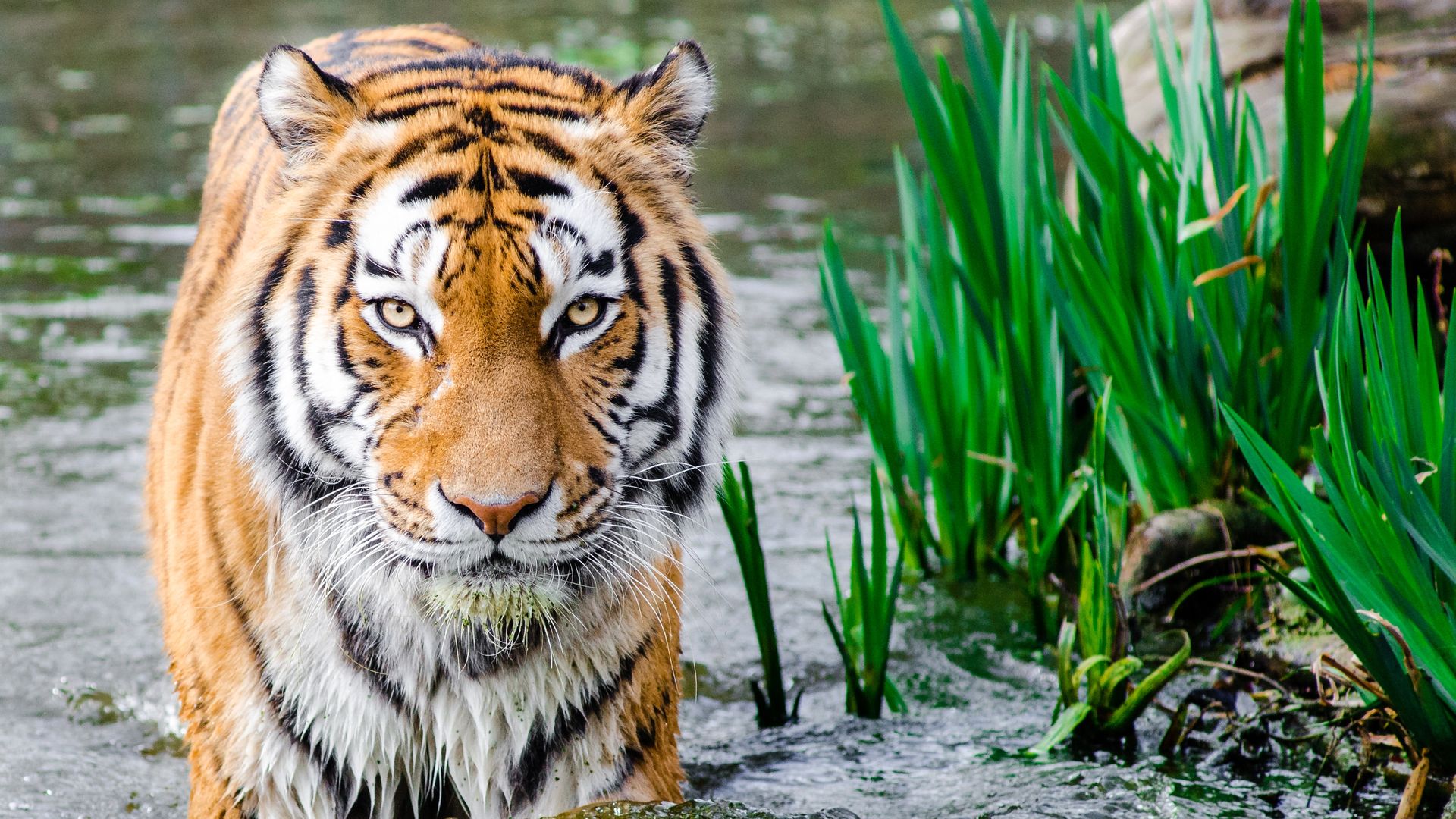 Full-Day Professional Tiger Tracking Expedition
