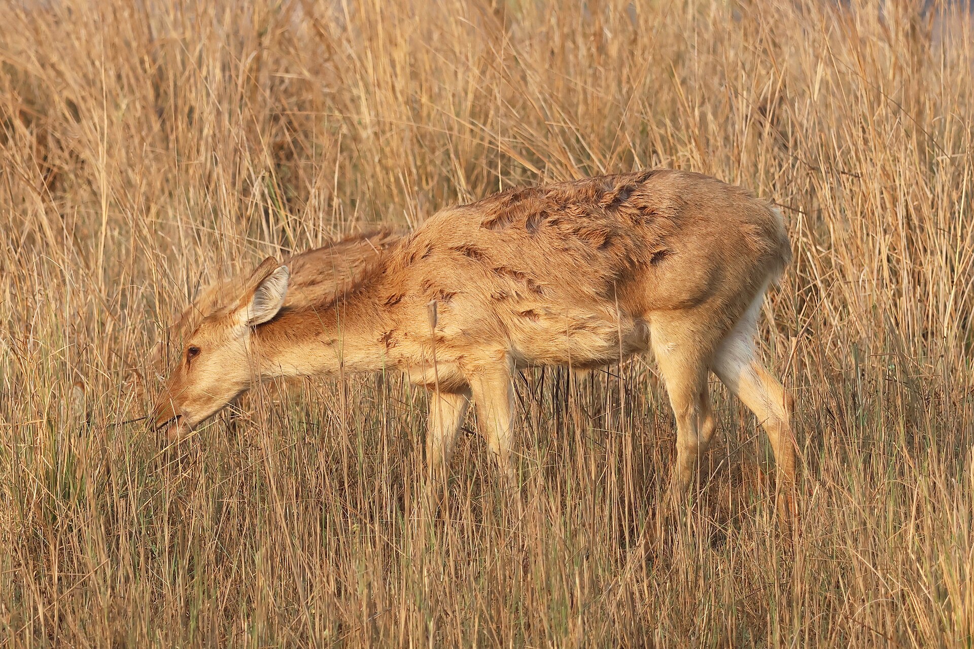 Another view of Kanha
