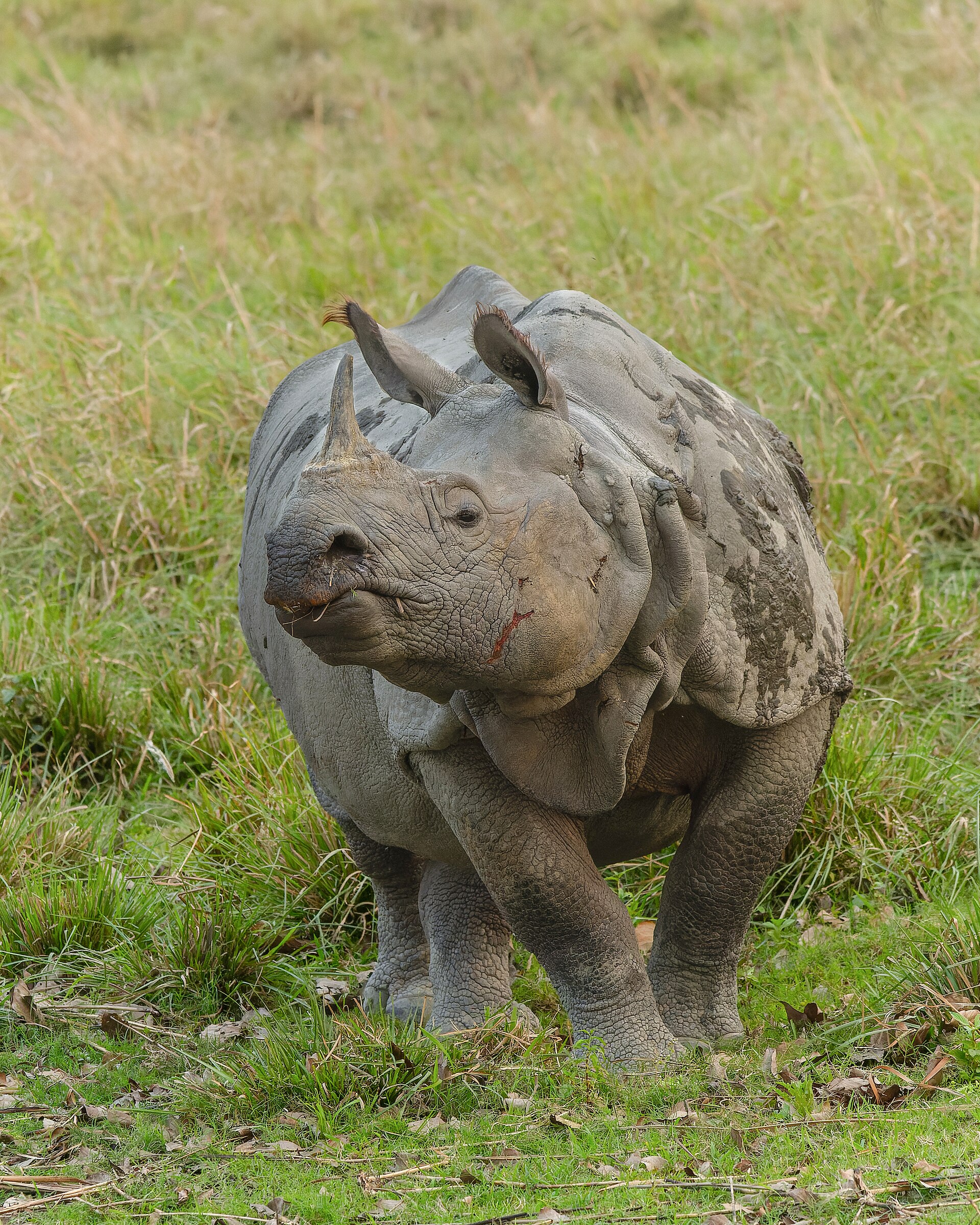 Another view of Kaziranga