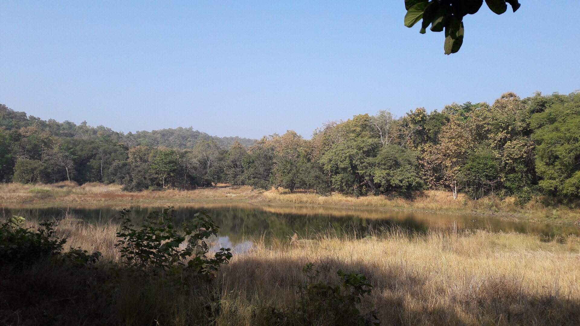 Pench Touria Core Zone Predator Track