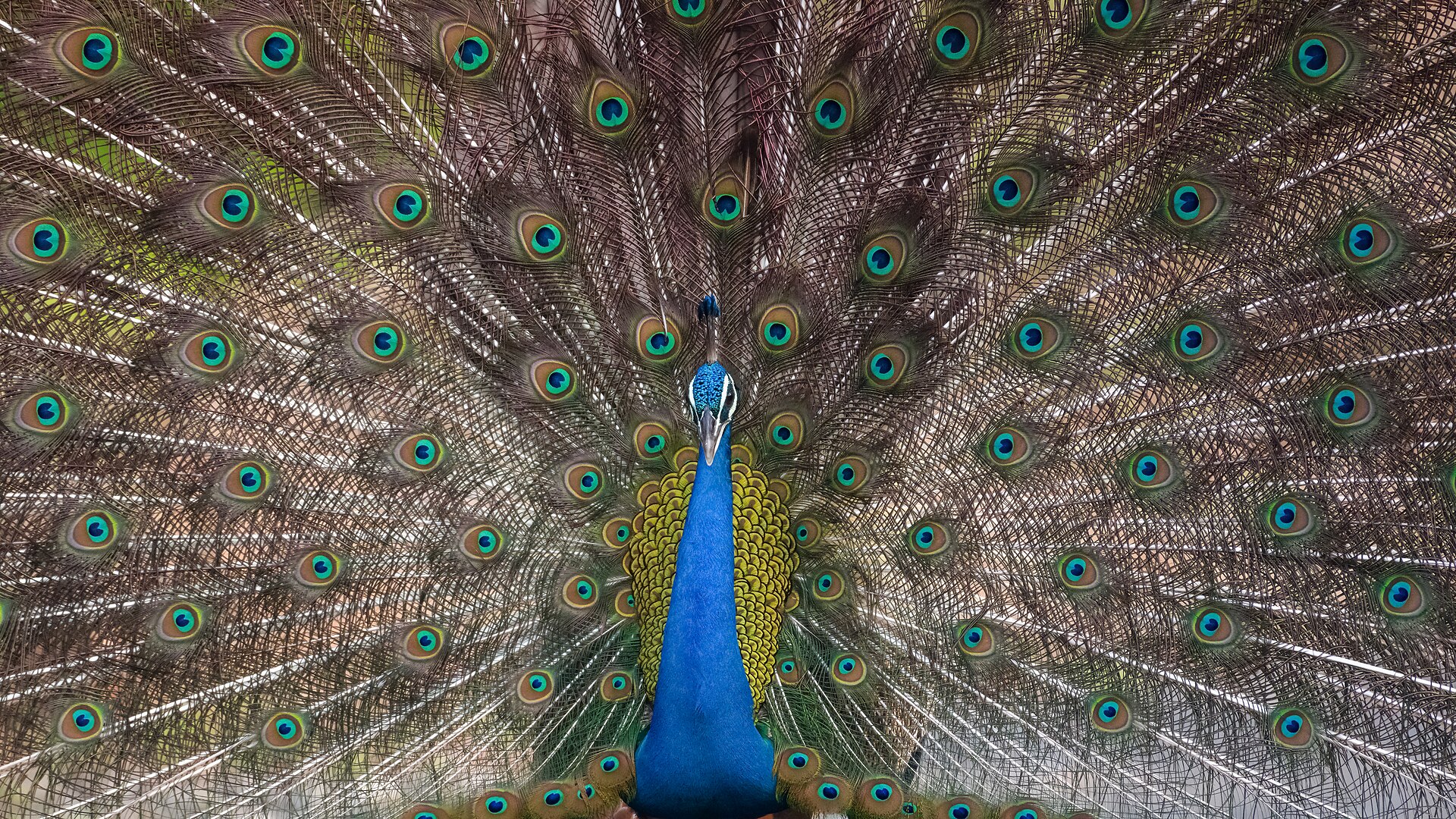 Another view of Pench