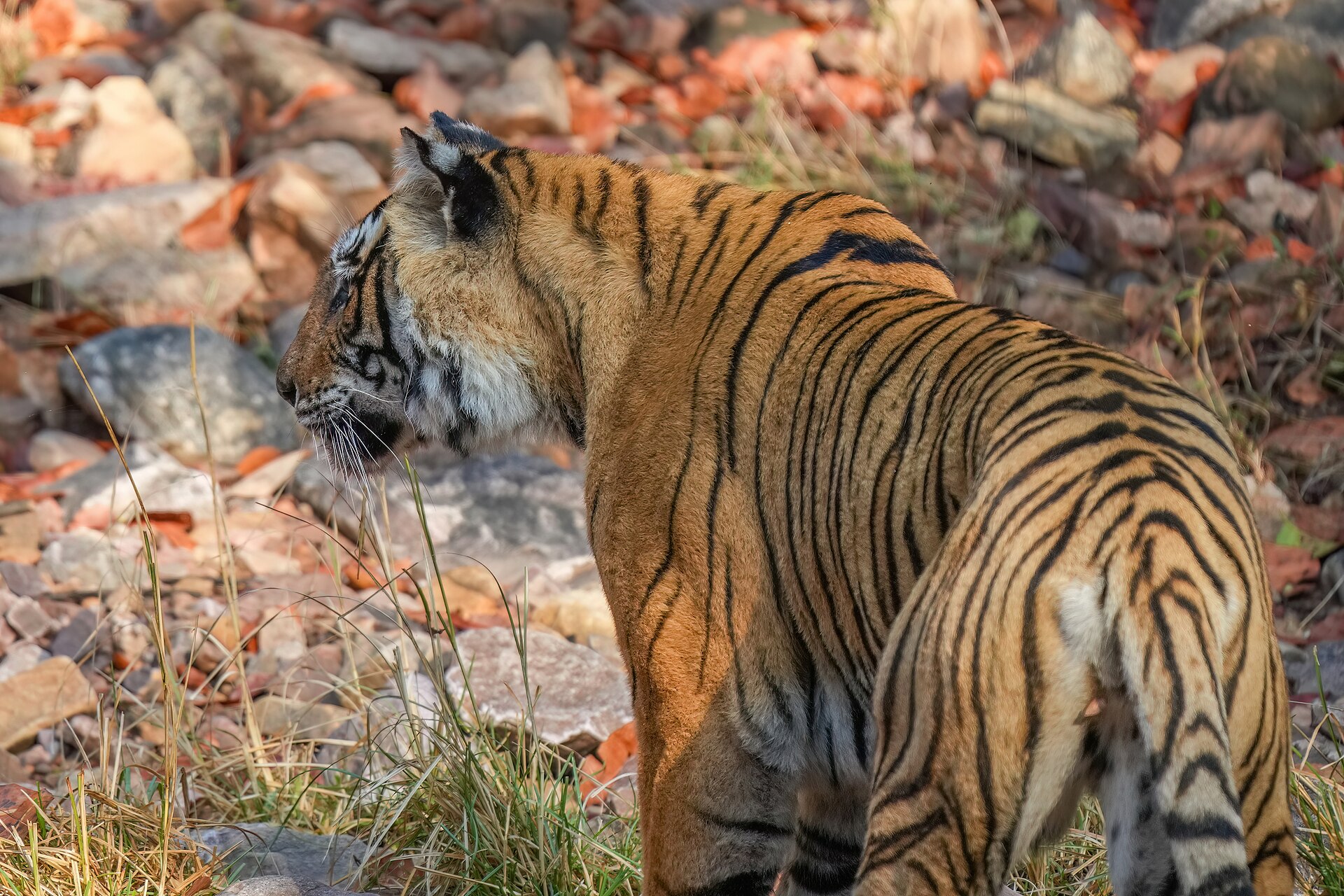 Another view of Ranthambore