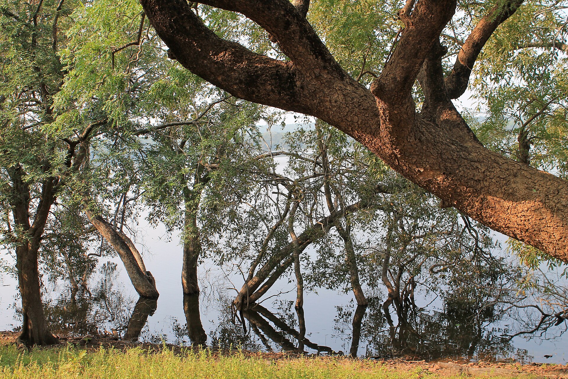 Landscape — Tadoba National Park