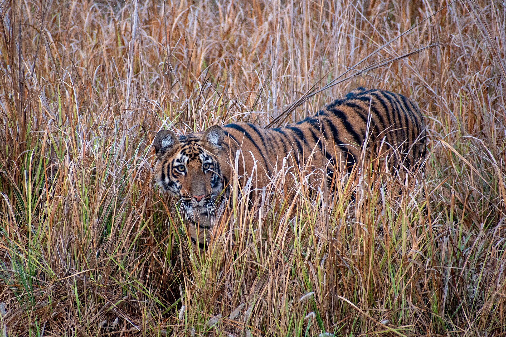 Maya Tigress sighting