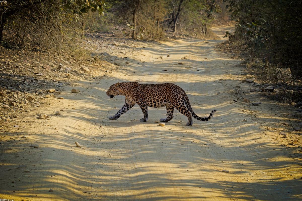 Tadoba Core Zone Tiger Special