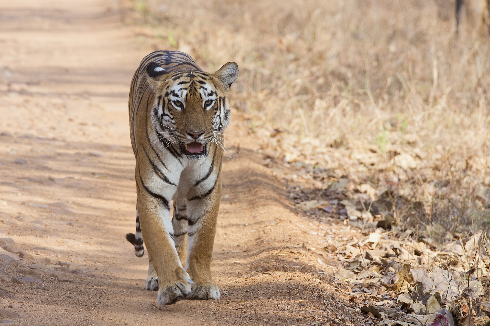 Tadoba National Park