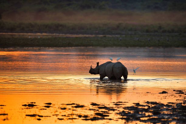 Kaziranga National Park