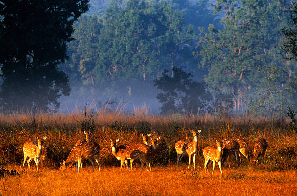 Kanha National Park