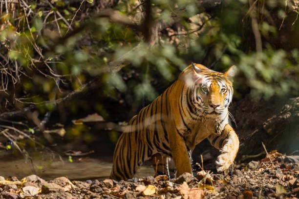Pench National park (MP)