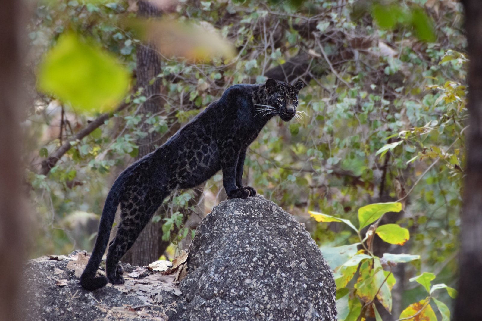Pench National Park (MH)