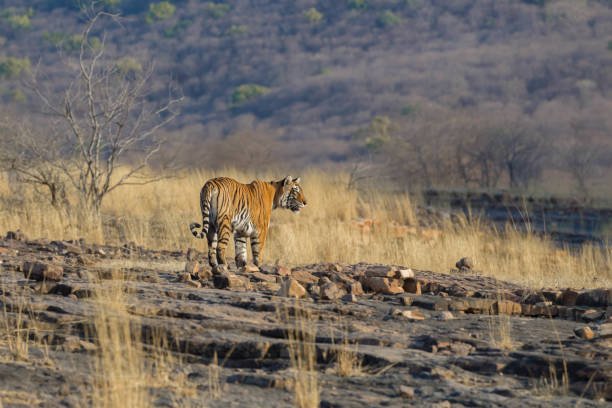 Ranthambore National Park