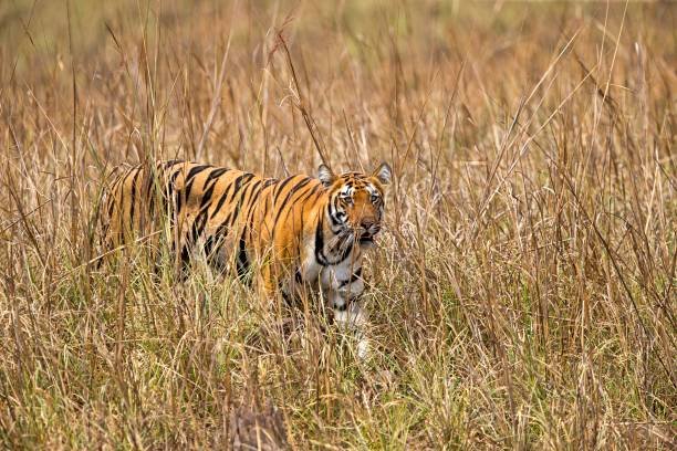 Tadoba Andhari Tiger Reserve